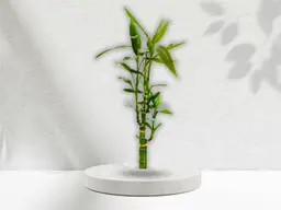 Lucky Bamboo